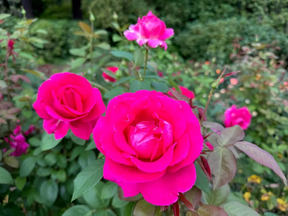 Rosa 'All My Loving' (All My Loving Hybrid Tea Rose) — Northwest